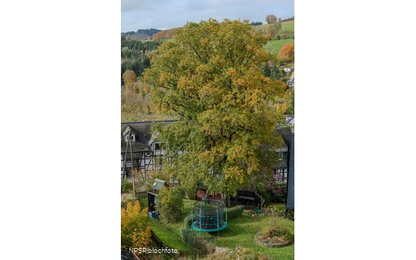 Stieleiche, Schmallenberg-Nordenau