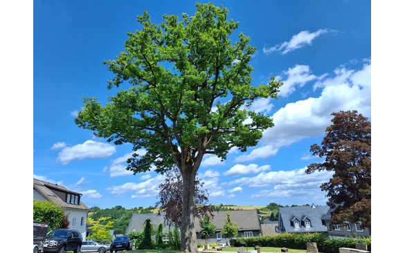 Traubeneiche in Hallenberg