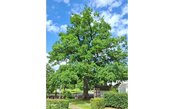 Eiche in Schmallenberg-Oberhenneborn