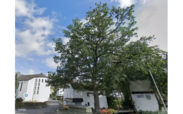 Eiche in Winterberg-Niedersfeld