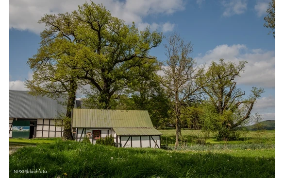 Eiche in Meschede-Vellinghausen
