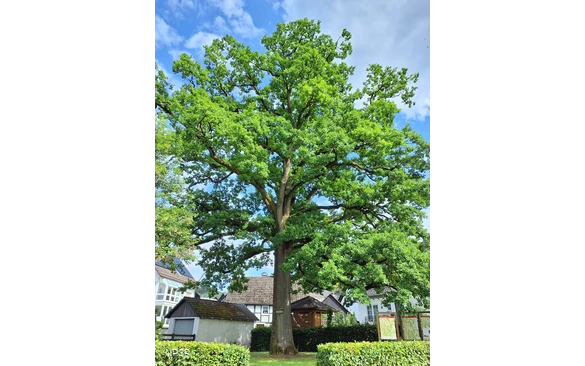 Eiche in Schmallenberg-Oberhenneborn
