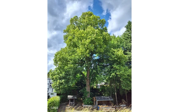 Linde in Meschede-Remblinghausen