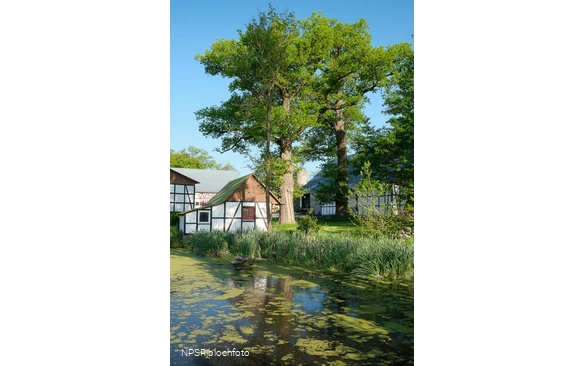 Eiche in Meschede-Vellinghausen