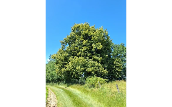 Winterlinde Schmallenberg-Grafschaft