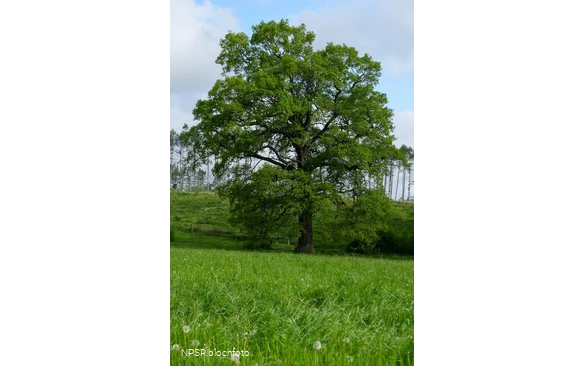 Eiche Hemer, Gut Bäingsen