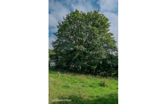Berg-Ahorn in Herscheid