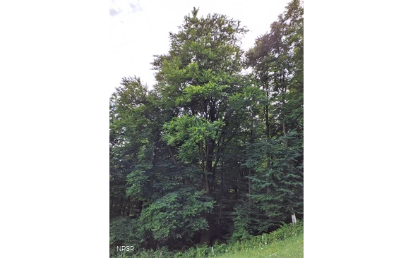 Rotbuche Schmallenberg-Mönekind