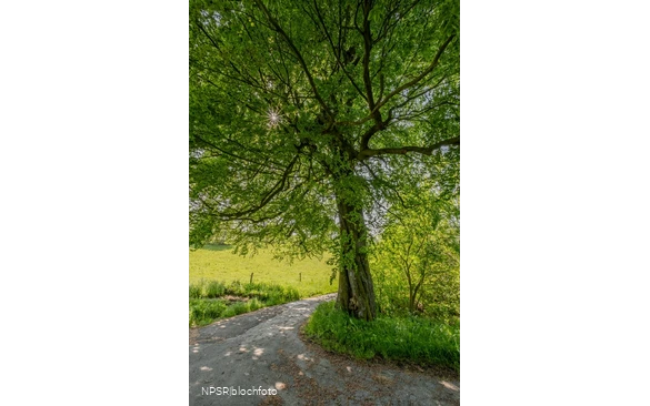 Rotbuche Iserlohn, Im Roland