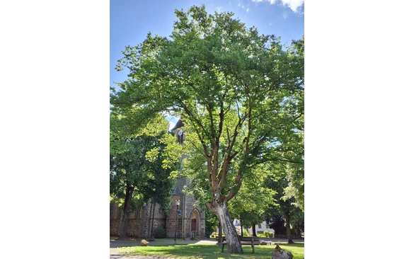 Hainbuche in Sundern-Endorf