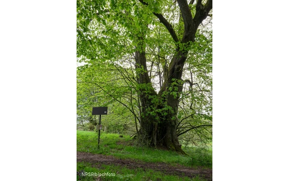 Gerichtslinde Neuenhof Stilleking in Lüdenscheid