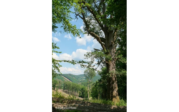 Naturdenkmal Breite Eiche in Plettenberg
