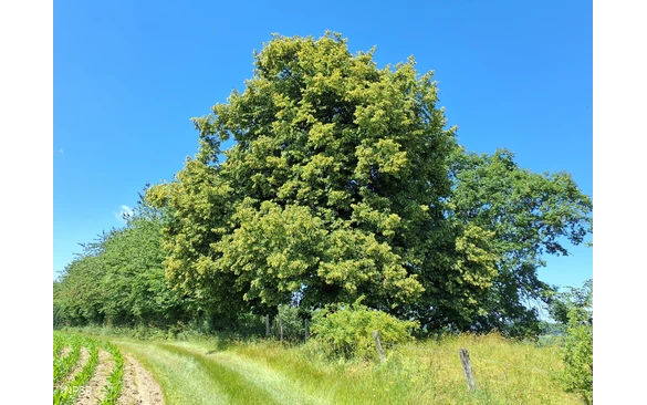 Winterlinde Schmallenberg-Grafschaft