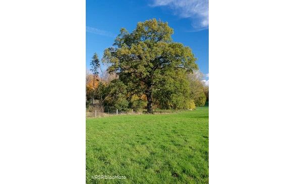 Eiche Hemer, Gut Bäingsen