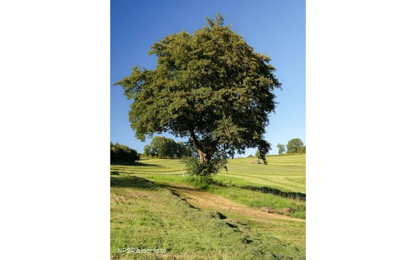 Schwarz-Erle in Balve-Garbeck