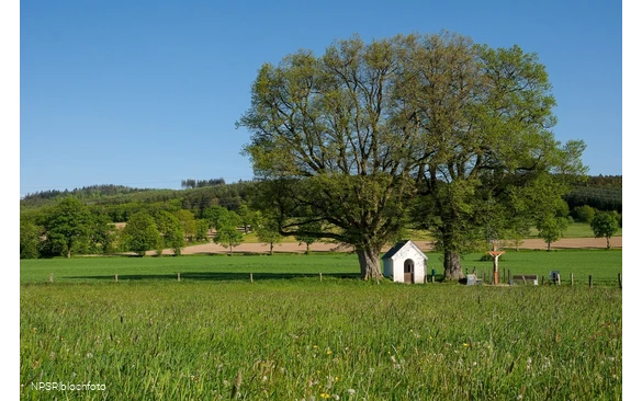 Linde Schmallenberg-Fleckenberg