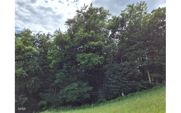 Rotbuche Schmallenberg-Mönekind