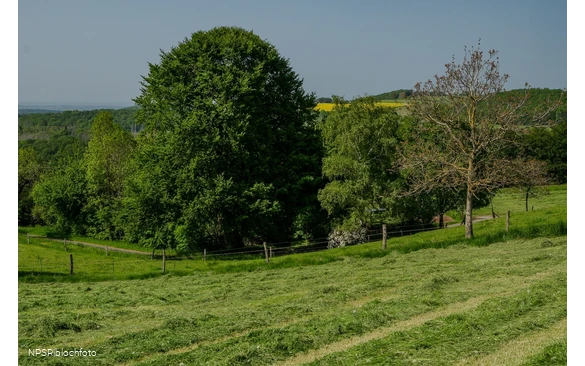 Rotbuche Iserlohn, Im Roland