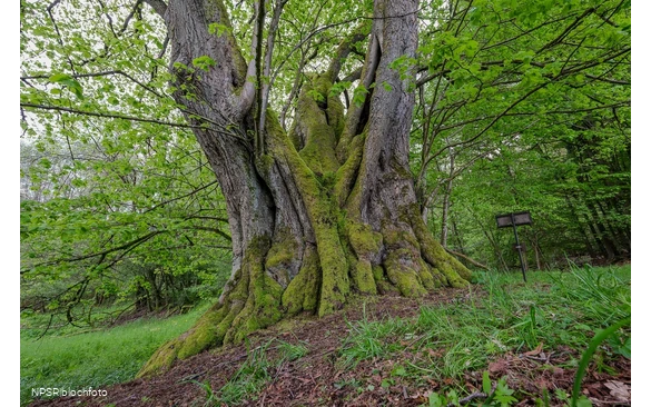 Gerichtslinde Neuenhof Stilleking in Lüdenscheid