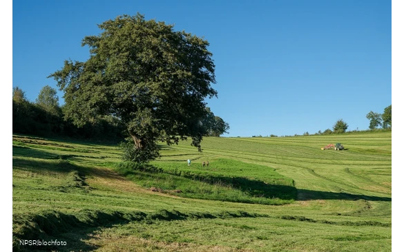 Schwarz-Erle in Balve-Garbeck