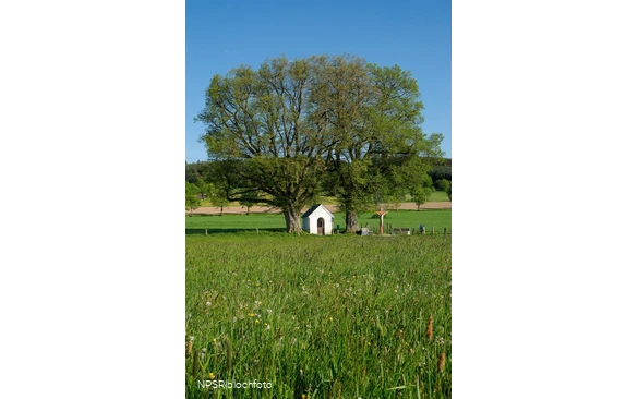 Linde Schmallenberg-Fleckenberg