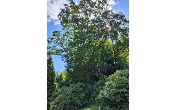 Esche in Sundern-Brenschede