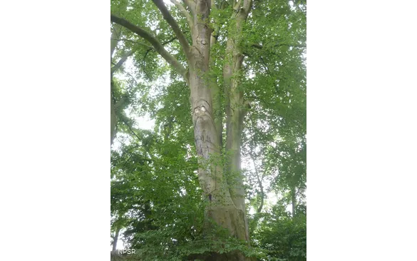 Rotbuche in Hemer zwischen Brockhausen und Bäingsen