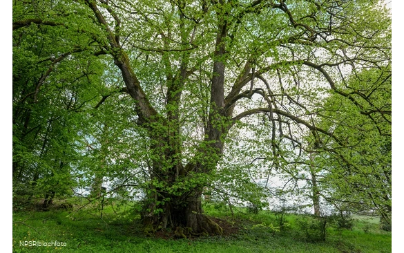 Gerichtslinde Neuenhof Stilleking in Lüdenscheid