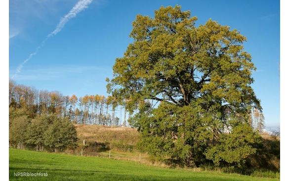 Eiche Hemer, Gut Bäingsen