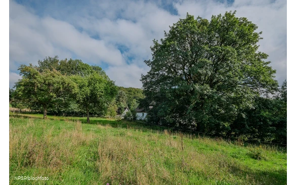 Berg-Ahorn in Herscheid