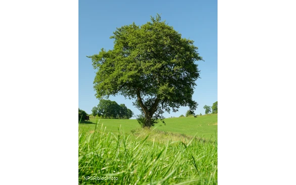 Schwarz-Erle in Balve-Garbeck