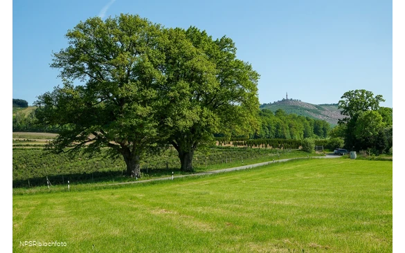 Stieleiche Bestwig-Heringhausen