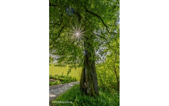 Rotbuche Iserlohn, Im Roland