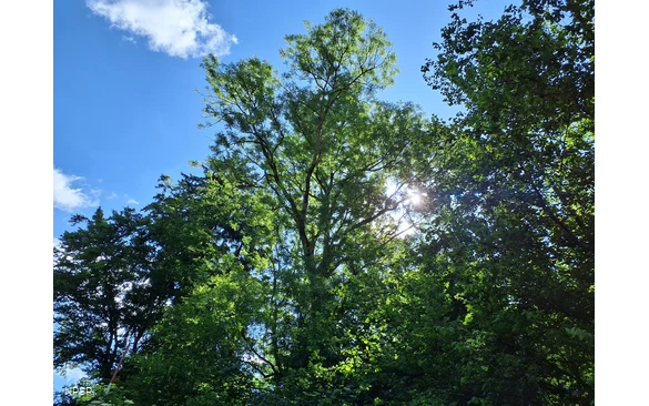 Esche in Sundern-Brenschede