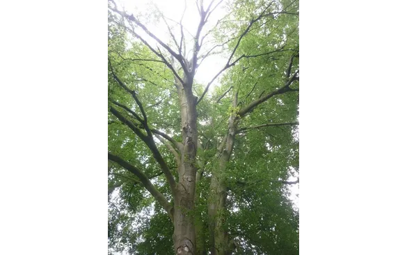 Rotbuche in Hemer zwischen Brockhausen und Bäingsen