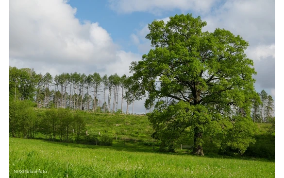 Eiche Hemer, Gut Bäingsen
