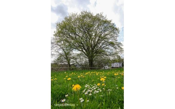 Berg-Ahorn in Herscheid