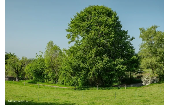 Rotbuche Iserlohn, Im Roland