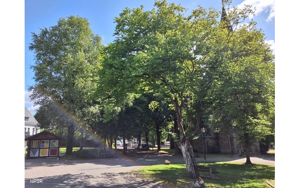 Hainbuche in Sundern-Endorf