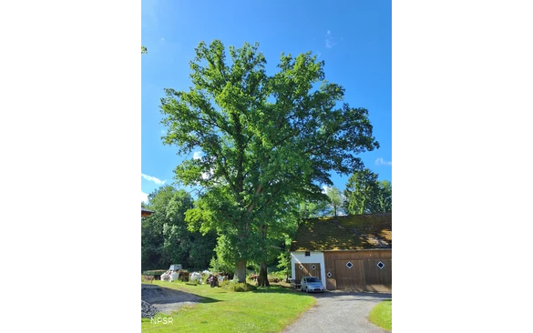 Stieleiche in Sundern-Recklinghausen