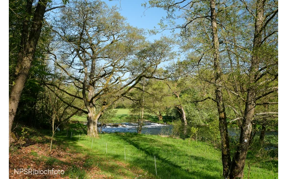 Schwarzerle in der Ederaue