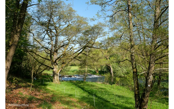 Schwarzerle in der Ederaue