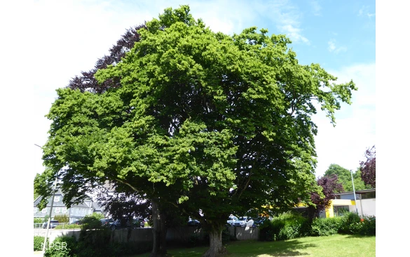Naturdenkmal in der Ortsmitte von Hilchenbach