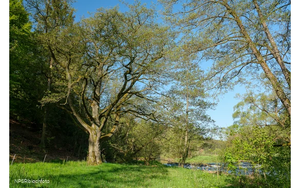 Schwarzerle in der Ederaue