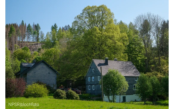Weithin sichtbar - die Linde am Forsthaus Hülshof
