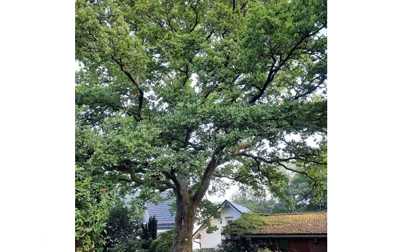 Auf  einem Privatgrundstück in Littfeld steht dieses Naturdenkmal.