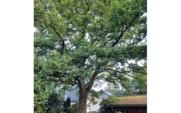 Auf  einem Privatgrundstück in Littfeld steht dieses Naturdenkmal.