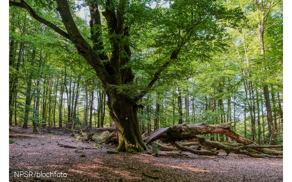 Einer der vier Naturdenkmäler