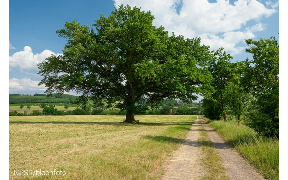 Nicht so hoch, dafür eine breite Krone - dieser Baum wurde in früheren Zeiten vielleicht beschnitten