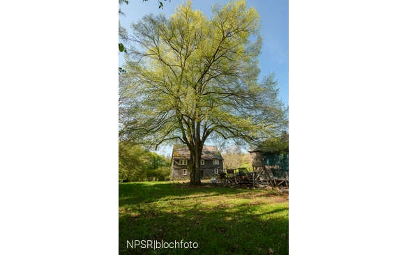 Weithin sichtbar - die Linde am Forsthaus Hülshof